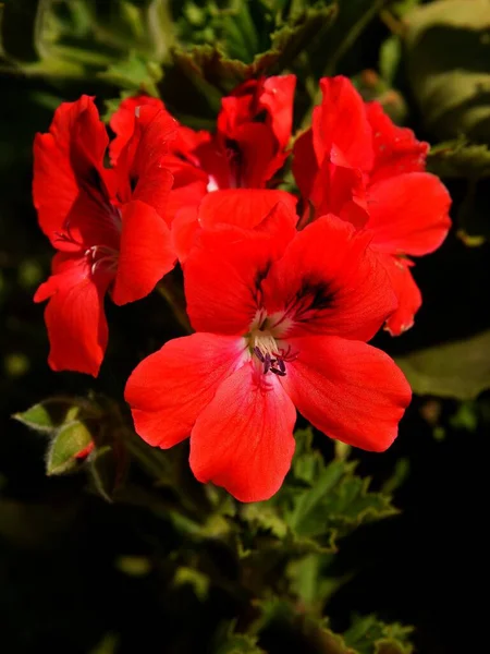 Красивые Красные Цветы Герань Горшок Завод Близко — стоковое фото