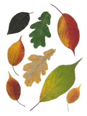 çok renkli yaprakların çiçek deseni olarak sıralanması 