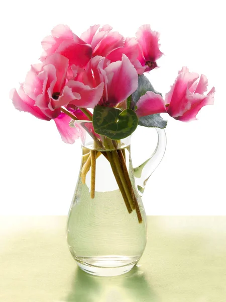 Bastante Ciclamens Rosa Aislado Cerca — Foto de Stock