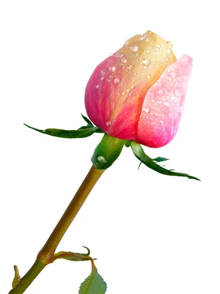 漂亮的粉红色玫瑰 花瓣湿透了 — 图库照片