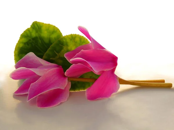 Pretty Pink Flowers Cyclamen Close Isolated — Stock Photo, Image