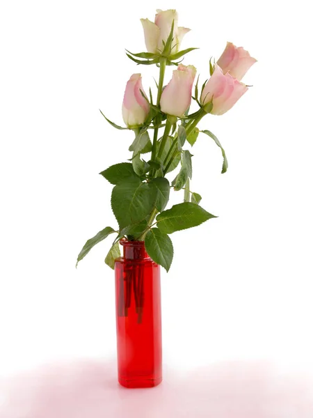 Posy Von Ziemlich Frischen Rosen Aus Nächster Nähe Isoliert — Stockfoto