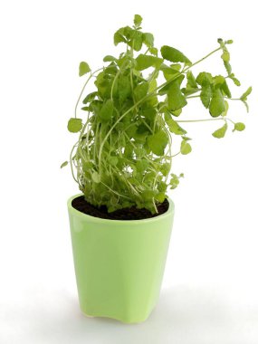 mint herb as potted plantg in my kitchen