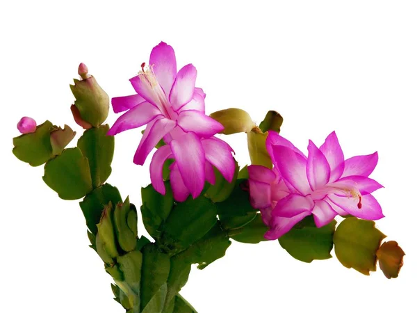 Bonitas Flores Moradas Blancas Schlumbergera Navidad Cactus Maceta Planta Cerca — Foto de Stock