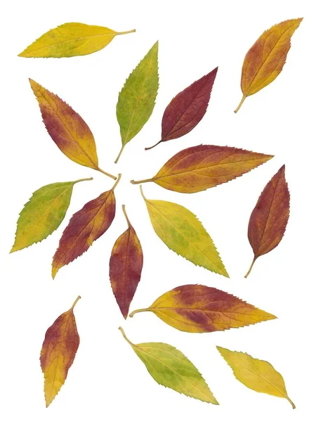 Uspořádání Vícebarevných Listů Podzim Zblízka — Stock fotografie