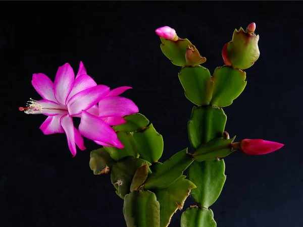 Hübsche Lila Und Weiße Blüten Von Schlumbergera Weihnachtskaktus Topfpflanze Aus — Stockfoto