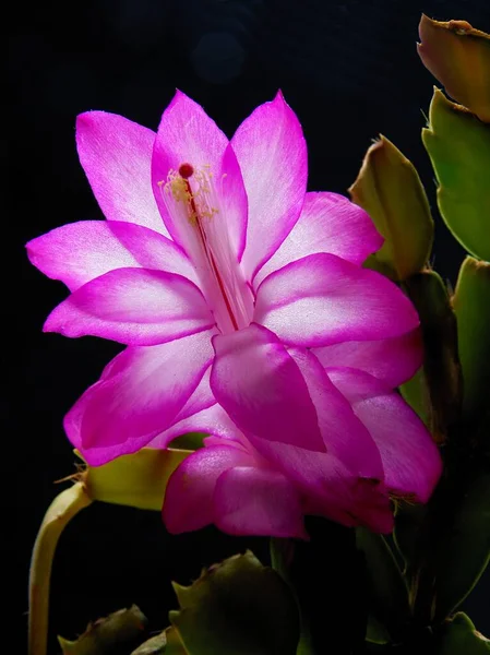 Ładne Purpurowe Białe Kwiaty Schlumbergera Boże Narodzenie Kaktusa Doniczkowe Roślin — Zdjęcie stockowe