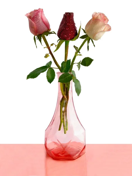 Ładne Różowe Lub Fioletowe Róże Zbliżyć Izolowane — Zdjęcie stockowe