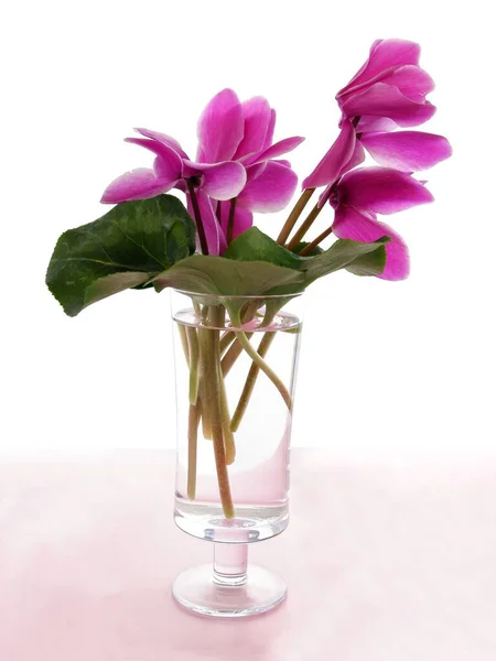 Mooie Roze Cyclamens Bloemen Close — Stockfoto