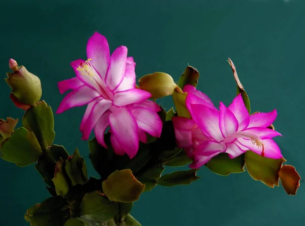 Bonitas Flores Moradas Blancas Schlumbergera Navidad Cactus Maceta Planta Cerca — Foto de Stock