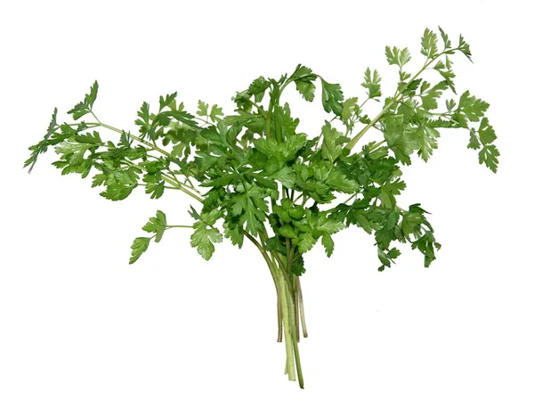 Råa Gröna Blad Persilja Som Välsmakande Aromatisk Ört Och Krydda — Stockfoto