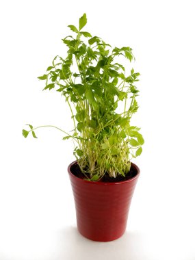 lovage herb growing in pot in my kitchen
