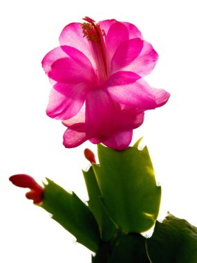 Noel kaktüsü çiçeklerinin mor ve beyaz taç yaprakları