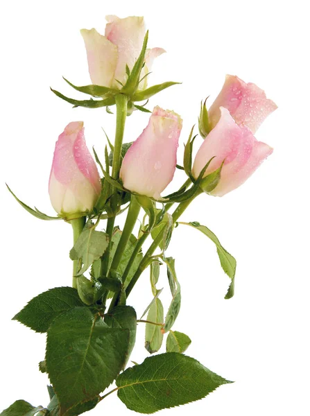 美丽芬芳的粉红玫瑰近旁 — 图库照片