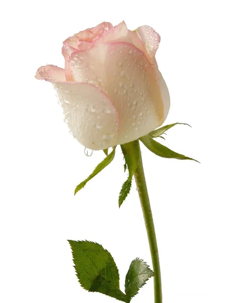 Vacker Doftande Rosa Ros Närbild — Stockfoto