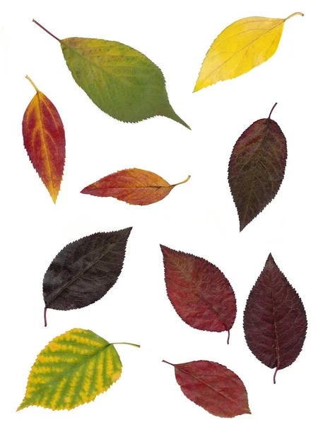 Arrangement Multicolor Various Leaves Isolated Pattern — Stock Photo, Image