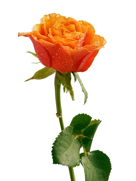 Orangefarbene Rosen Aus Nächster Nähe — Stockfoto