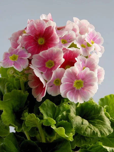 Purple Pretty Flowers Primrose Potted Plant — Stock Photo, Image