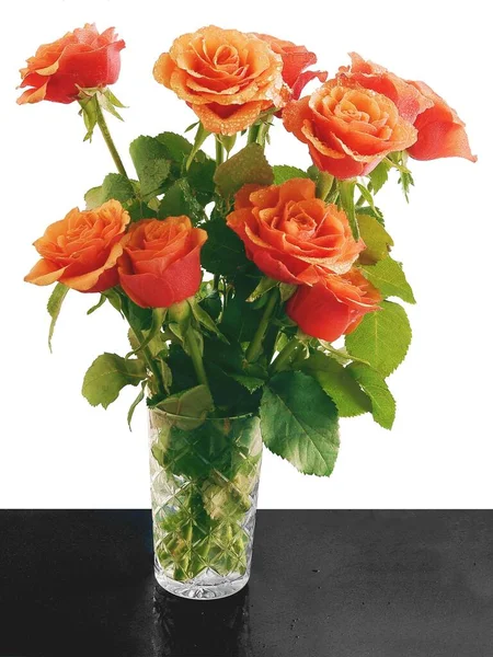 Pomarańczowe Róże Zbliżenie — Zdjęcie stockowe