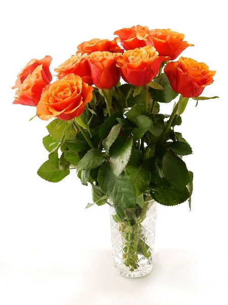 Orangefarbene Rosen Aus Nächster Nähe — Stockfoto