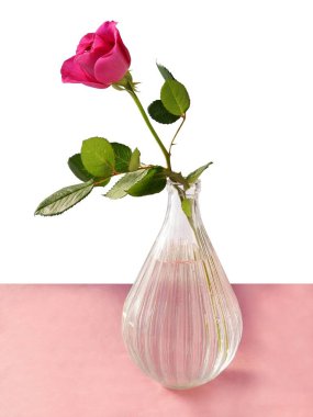 çok renkli güzel gül yakından izole