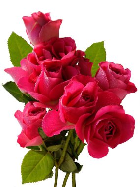 Güzel pembe ve kırmızı güller.