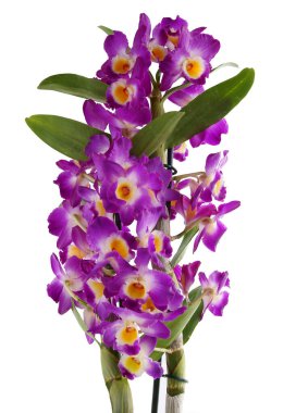 orkide Dendrobium miltona güzel mor çiçeklerle