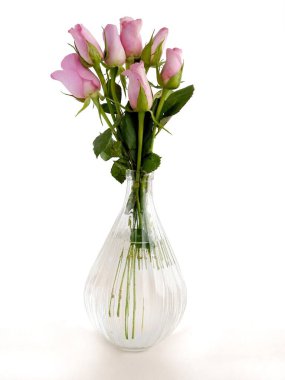 çok renkli güzel gül yakından izole