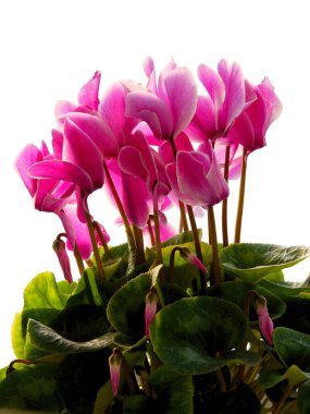 Güzel pembe ve mor siklamen saksısı çiçekleri