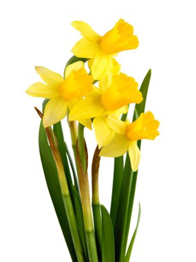 Küçük sarı nergisler kapanıyor.