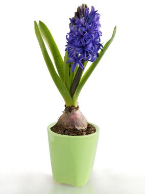 Sümbül bahar bitkisinin Lila çiçeği ve tomurcuğu