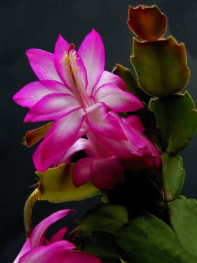 Rhipsalidopsis 'in güzel mor çiçekleri Hatiora gaertneri saksı bitkisi