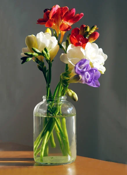 Posy Flores Multicolores Freesia Cerca —  Fotos de Stock