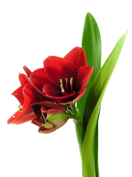 Röda Vackra Blommor Amaryllis Krukväxt Närbild — Stockfoto