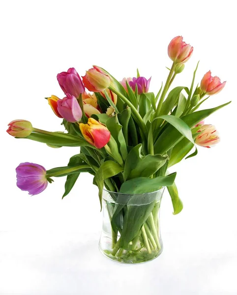 Pretty Multicolor Tulips Spring Flowers Close — Stock Photo, Image