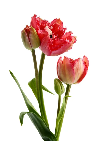 Pretty Multicolor Tulips Spring Flowers Close — Stock Photo, Image