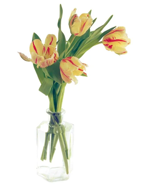 Ziemlich Bunte Tulpen Als Frühlingsblumen Aus Nächster Nähe — Stockfoto