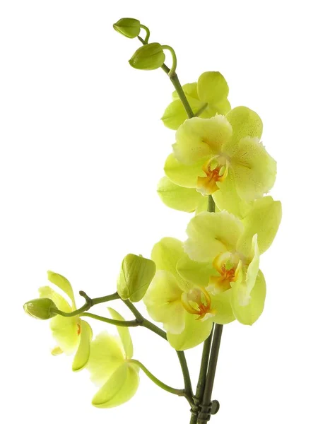 Желтая Орхидея Phalaenopsis Изолированы Близко — стоковое фото
