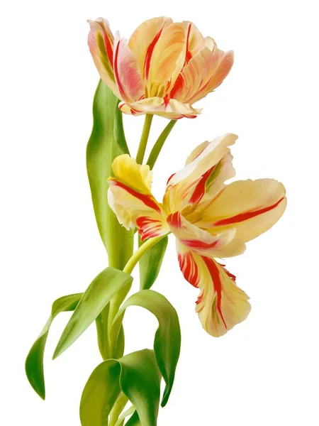 Tulipani Piuttosto Multicolore Come Fiori Primaverili Vicino — Foto Stock