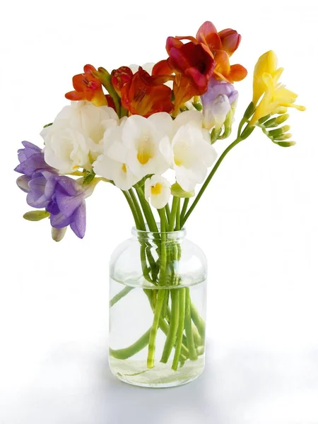 Malé Množství Pestrobarevných Voňavých Feesias Květů — Stock fotografie