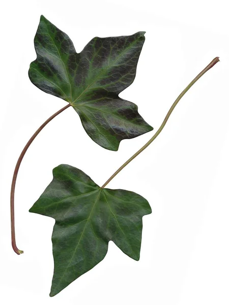 Gröna Blad Hedera Helix Klätterväxt Isolerad — Stockfoto