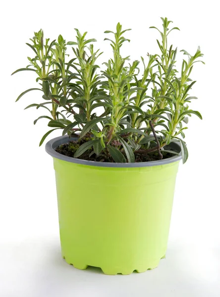 Satureja Hortensis Herbe Verte Comme Plante Pot Dans Cuisine — Photo
