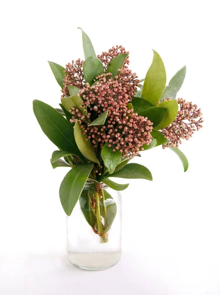 Roze Bloemen Van Skimmia Japonica Het Voorjaar Close — Stockfoto