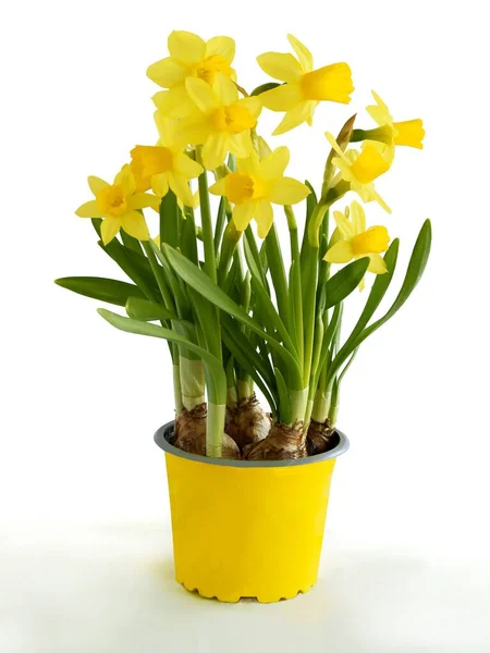 Yellow Pretty Daffodils Spring Close — Stock Photo, Image