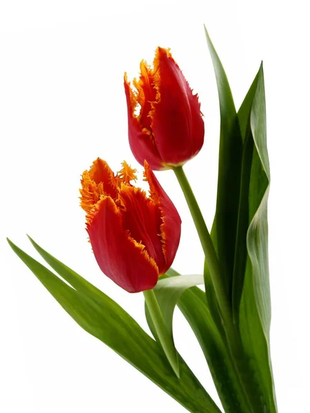 Pretty Multicolor Tulips Spring Flowers Close — Stock Photo, Image
