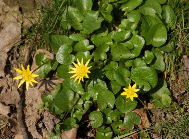 İlkbahar bitkilerinin sarı çiçekleri incir çiçeği - Ficaria Verna
