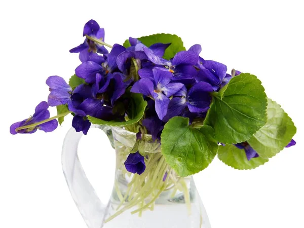 Pequeño Posy Fragante Flores Primavera Viola Odorata — Foto de Stock