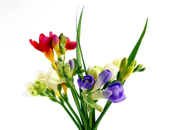 Small Posy Multicolor Fragrant Feesias Flowers — Stock Photo, Image