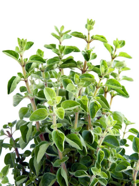 Satureja Hortensis Green Herb Potted Plant Kitchen — Stock Photo, Image