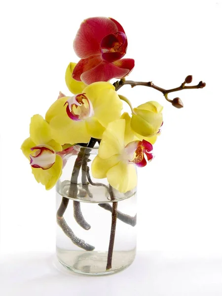 Bonito Várias Orquídeas Falaenopsis Isolado Perto — Fotografia de Stock
